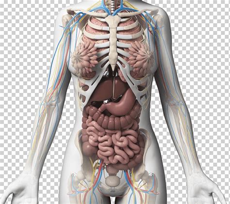 los organos internos del cuerpo humano femenino de la anatomia vector images