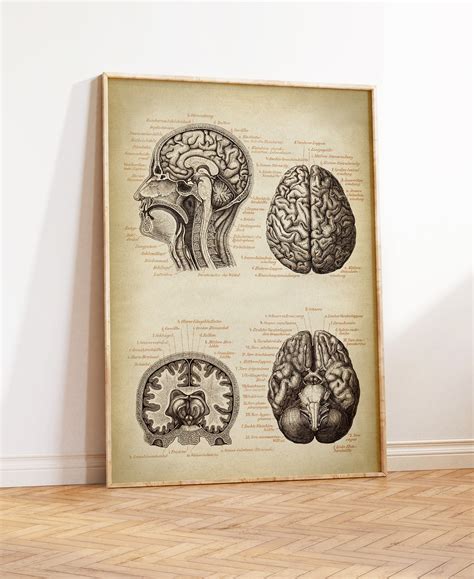Brain Anatomy Poster Pack Laminated Human Brain Chart