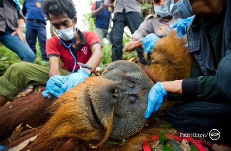 Oic Press Release Dramatic Rescue Of Large Male Orangutan From