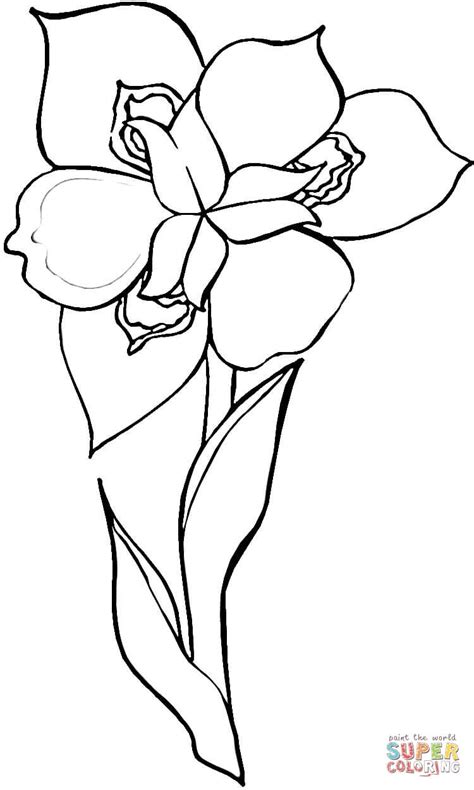 Iris Flower Coloring Page Free Printable Coloring Pages Coloring Home