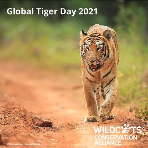 Global Tiger Day 2021 Do The Right Thing For Tigers Wildcats