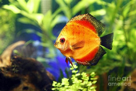 Fire Red Discus Fish Photograph By Brandon Alms Pixels