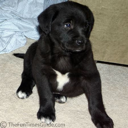 Read more about the tuxedo cat breed here. All Things Great And Small | The Dog Guide