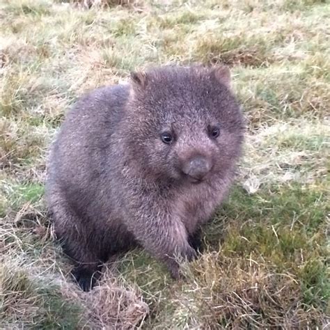 Isnt This Baby Wombat The Cutest Furry Thing Youve Ever Seen Cute