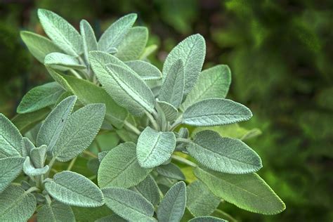 Reasons To Grow Sage And 13 Brilliant Ways To Use It