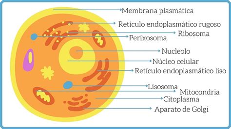 Qué Es La Célula Partes Tipos Y Características Significados