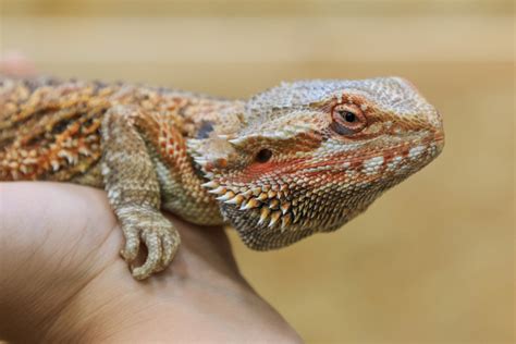 Petting your bearded dragon is one of the easiest ways to show it how much you care, and it helps to establish a bond between the two of you. Bearded Dragon as a Pet: Pros and Cons | Pet Comments