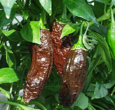 Ahi Panca Chilli Seeds Chillies On The Web