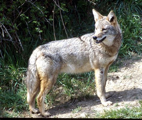 Macedonia Police Warn Of Aggressive Alpha Male Coyote Akron Zips