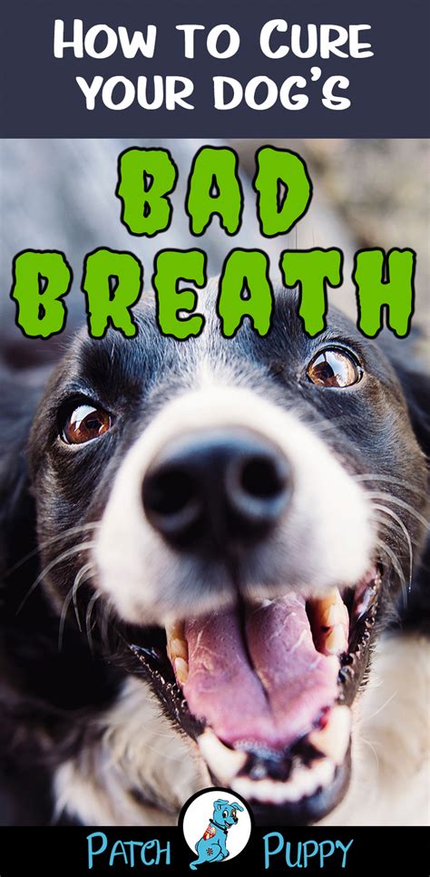 How To Cure Your Dogs Bad Breath Dog Bad Breath