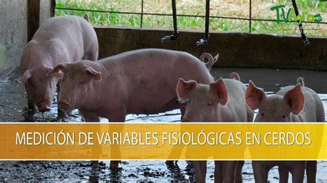 Medicion De Variables Fisiologicas En Cerdos Tvagro Por Juan Gonzalo