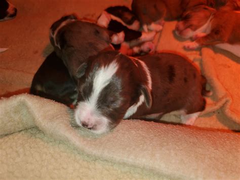 These furry springer spaniel puppies are great to have as pets because of their cheerful and friendly nature. English Springer Spaniel Puppies For Sale | Dexter, MI #323368
