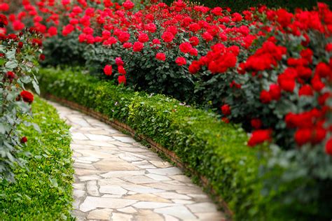 Roses have been grown for centuries and these older types are known for their very heavy fragrance and romantic cupped shape. Red Rose Garden | Services & Facilities | Hotel New Otani ...
