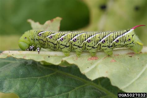 Tobacco Hornworm Manduca Sexta