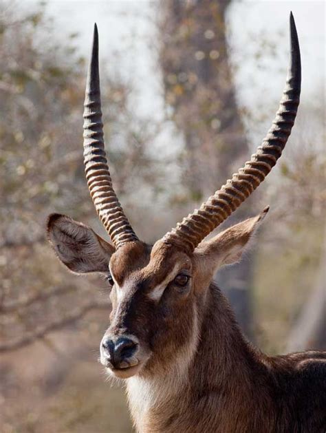 Examples Of Artiodactyla Wild