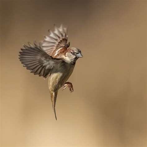 Smaller Birds In Flight Photographs — Birds In Flight Photography