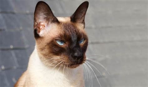 15 Facts About Seal Point Siamese Cat Siamese Cat Guide My British