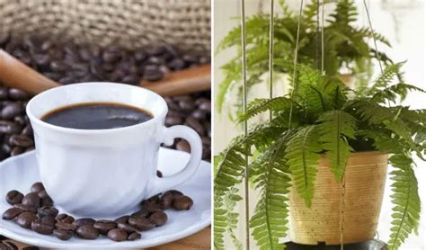 para qué sirve echarle café a las plantas
