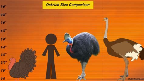 Ostrich Size Explained Compared With Human Emu Turkey