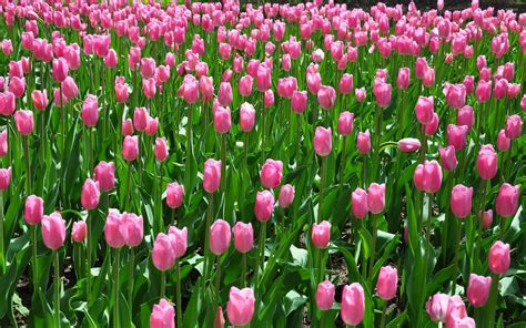 Pink Tulip Wallpaper 62 Images