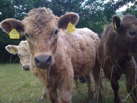 Weiße galloway bullen 3.100 € vb brome. Galloway Rind | Wachau Galloway Rind