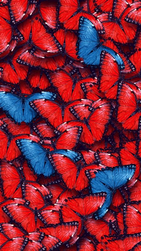 1920x1080px 1080p Free Download Butterflies Red And Blue Hd Phone