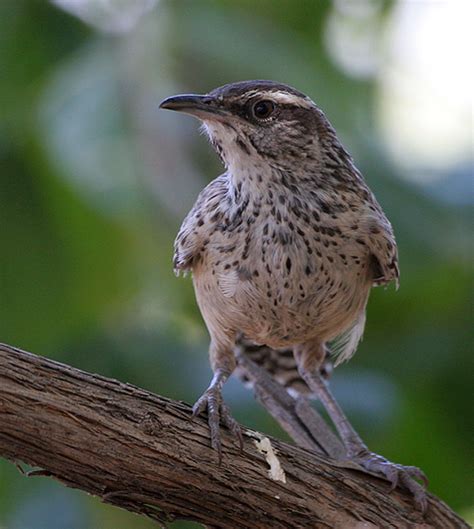 State bird the cactus wren, otherwise known as coues' cactus wren or heleodytes brunneicapillus couesi (sharpe) shall be the state bird. Cactus Wren