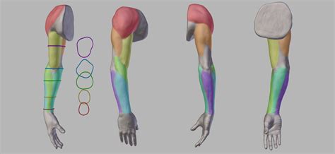 Anatomy Of The Arm Download Included Blendernation