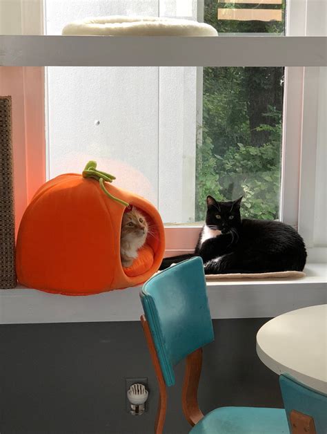 Part coffee shop, part cat sanctuary (they're all adoptable). HSCC kitties have arrived at Java Cats Café Marietta ...