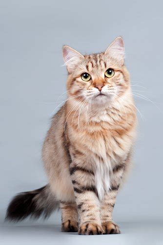 Different types of cats in india. Cat Breeds