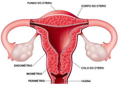 sistema reprodutor feminino utero colo do utero ovarios e trompas de images