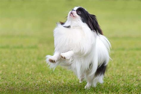Japanese Chin Dog Breed Profile Size Lifespan Shedding