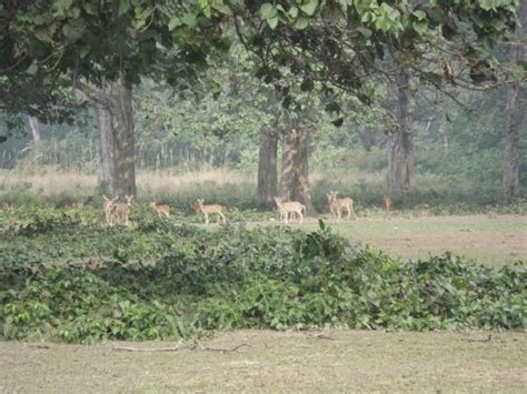 Bardiya National Park In Nepal A Travel Guide Backpack Adventures