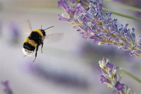 Give Bees A Chance Plant Winter Blooming Plants In Your Garden News