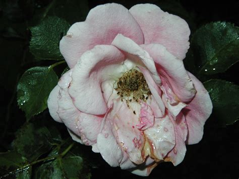 Free photo: Dying flower - Dead, Dying, Flower - Free Download - Jooinn