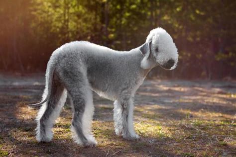 8 Dog Breeds That Look Like A Sheep With Photos