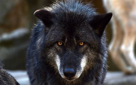 Download Wallpapers Black Wolf Predator Wildlife Forest Animals