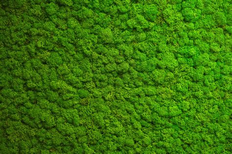 Moss Texture Images Browse 3588 Stock Photos Vectors And Video
