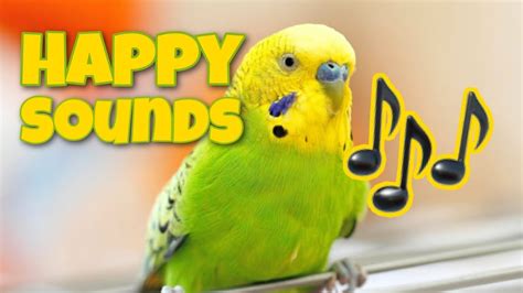 Budgie Sounds For Lonely Parakeets Youtube