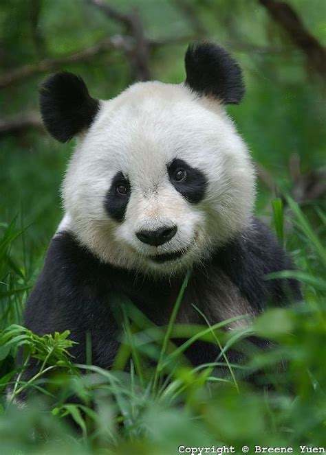 Smiling Panda Panda Bear Smiling Animals Baby Panda Bears