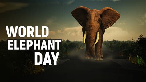 World Elephant Day 2021 History To Significance All You Need To Know