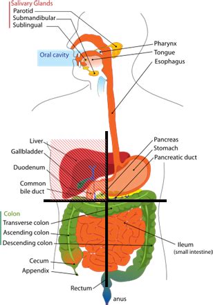 The human abdomen is divided into quadrants and regions by anatomists and physicians for the the reversal of left and right is intentional, because the anatomical designations reflect patient's dividing the abdomen into quadrants and regions gives a slightly quicker way for one physician to. Structures in the 4 abdominal quadrants | Human digestive ...