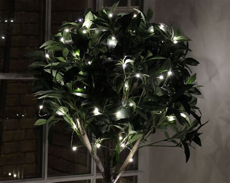 Lights For Indoor Plants Plants Fa