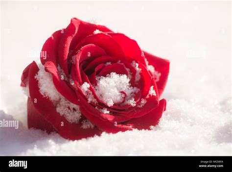 Vibrant Single Red Rose In The Snow As Background Horizontal Image
