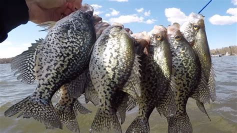 Insane Crappie Bite Limited Out Minnesota Spring Crappie Fishing 2020