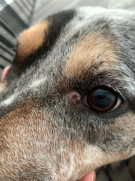 Lump On Dogs Face Under Eye