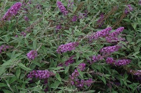We did not find results for: Buddleia Flutterby Dark Pink Podoras Pot C4 - Central Jardin