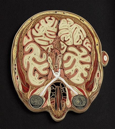Lisa nilsson is probably the only swedish artist ever on whom the epithet soul diva hasn't felt totally misplaced. Head II, cross section in rolled paper, by Lisa Nilsson ...