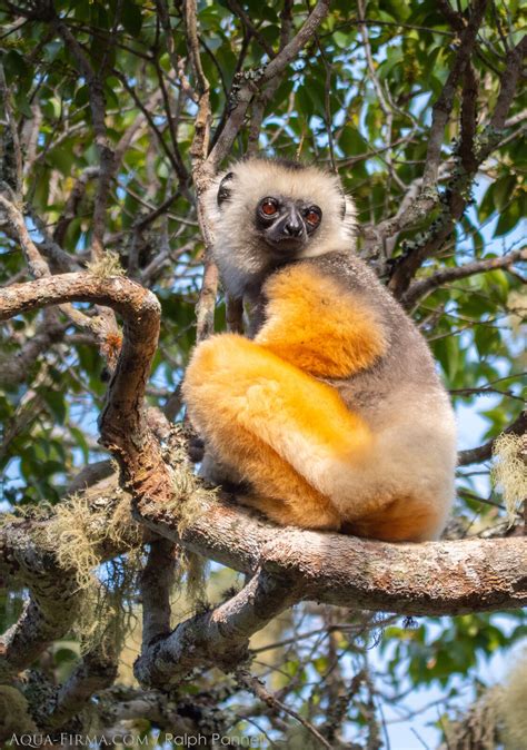 Lemurs Of Madagascar Wildlife Holiday And Travel Guide Aqua Firma