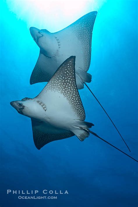 The spotted eagle ray is near threatened in the wild, with a decreasing population trend. Spotted Eagle Ray Photo, Stock Photograph of a Spotted ...